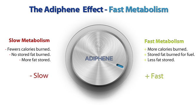 Adiphene-metabolism-dial