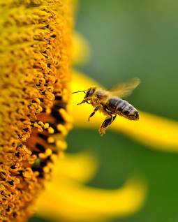 everything you need to know about bee pollen