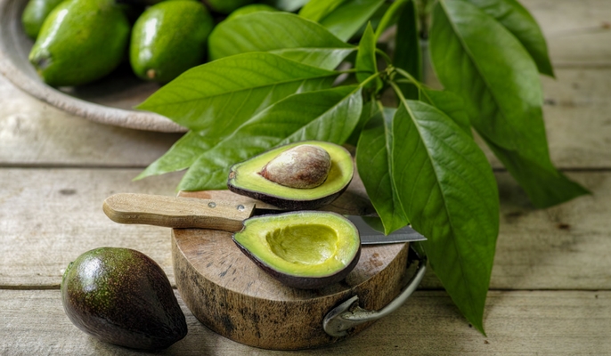 avocado leaves tea